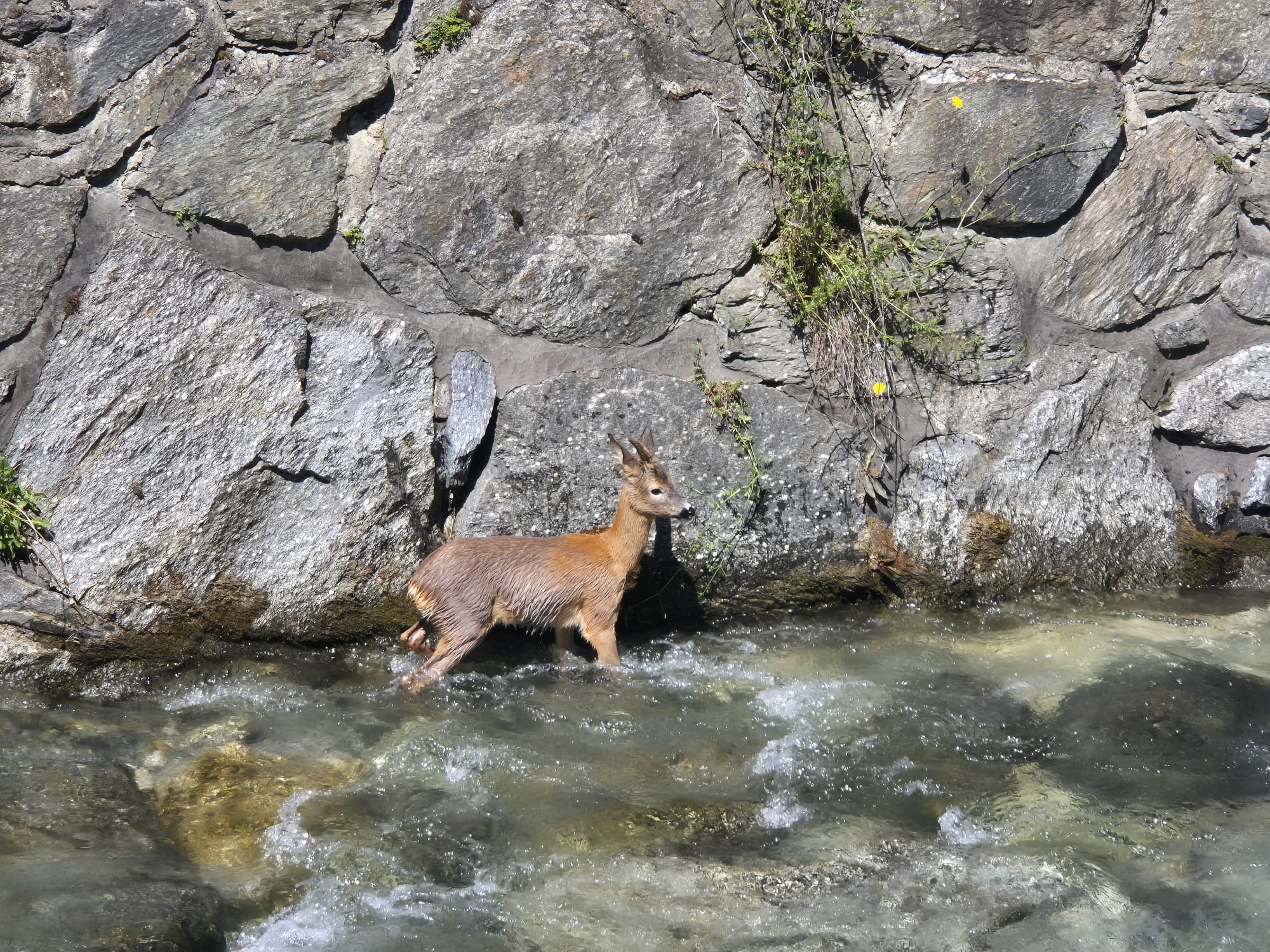 cae24123-11e6-4b33-8491-824feaced5be